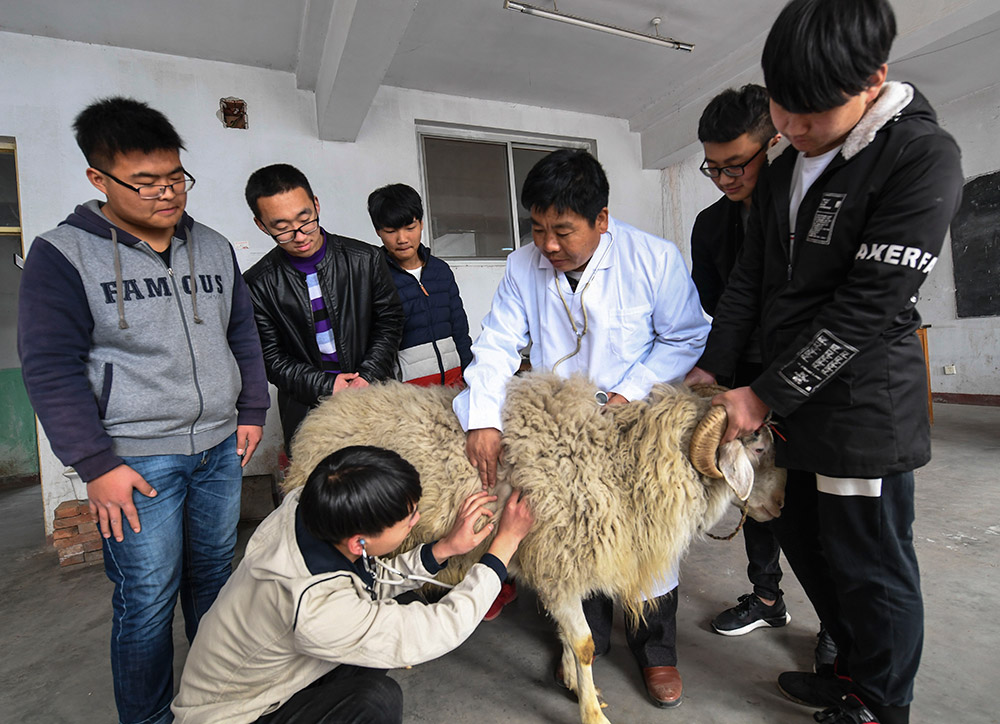 畜牧兽医学校，专业人才培育的摇篮之地