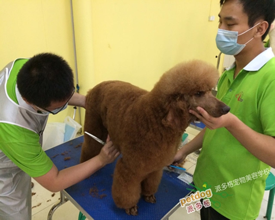 宠物美容师学校，培育专业美容师的核心基地