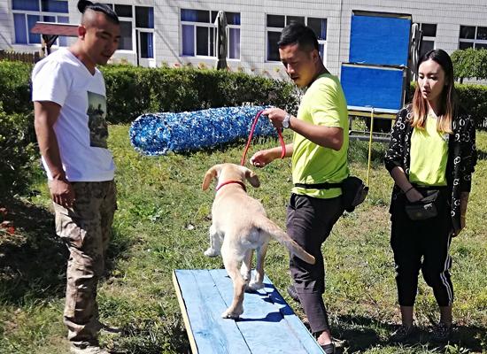 成都专业犬种培育摇篮，训犬学校的力量